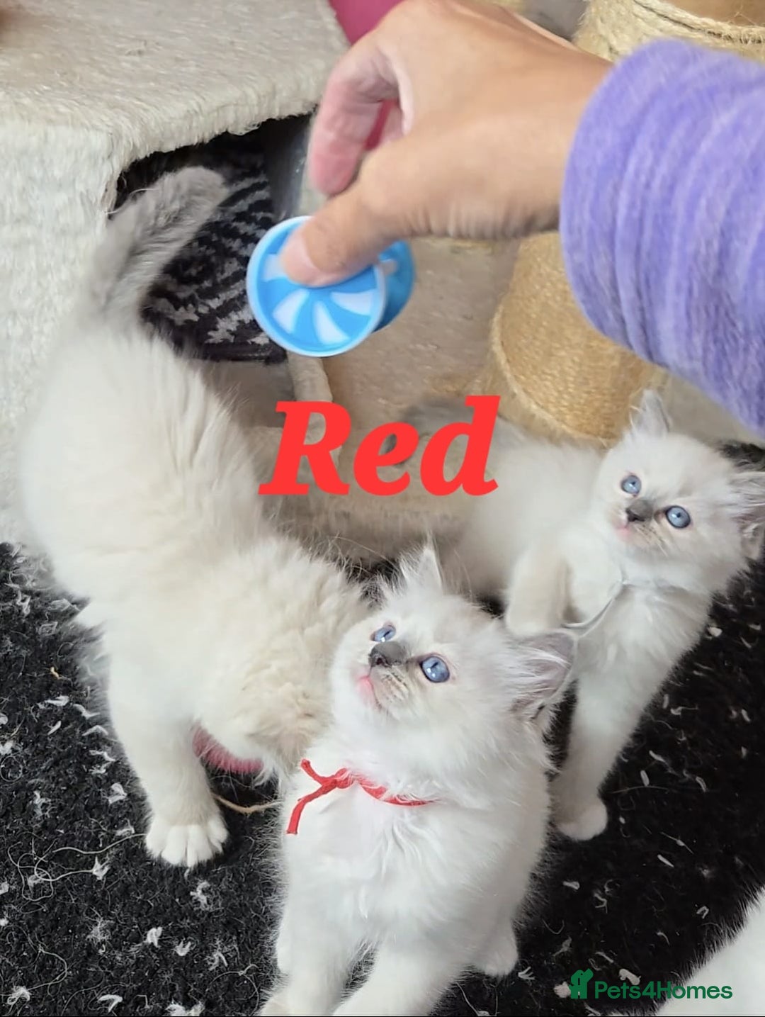 Ragdoll cats for sale: Pure Ragdoll Kittens (Mitted) - Image 19