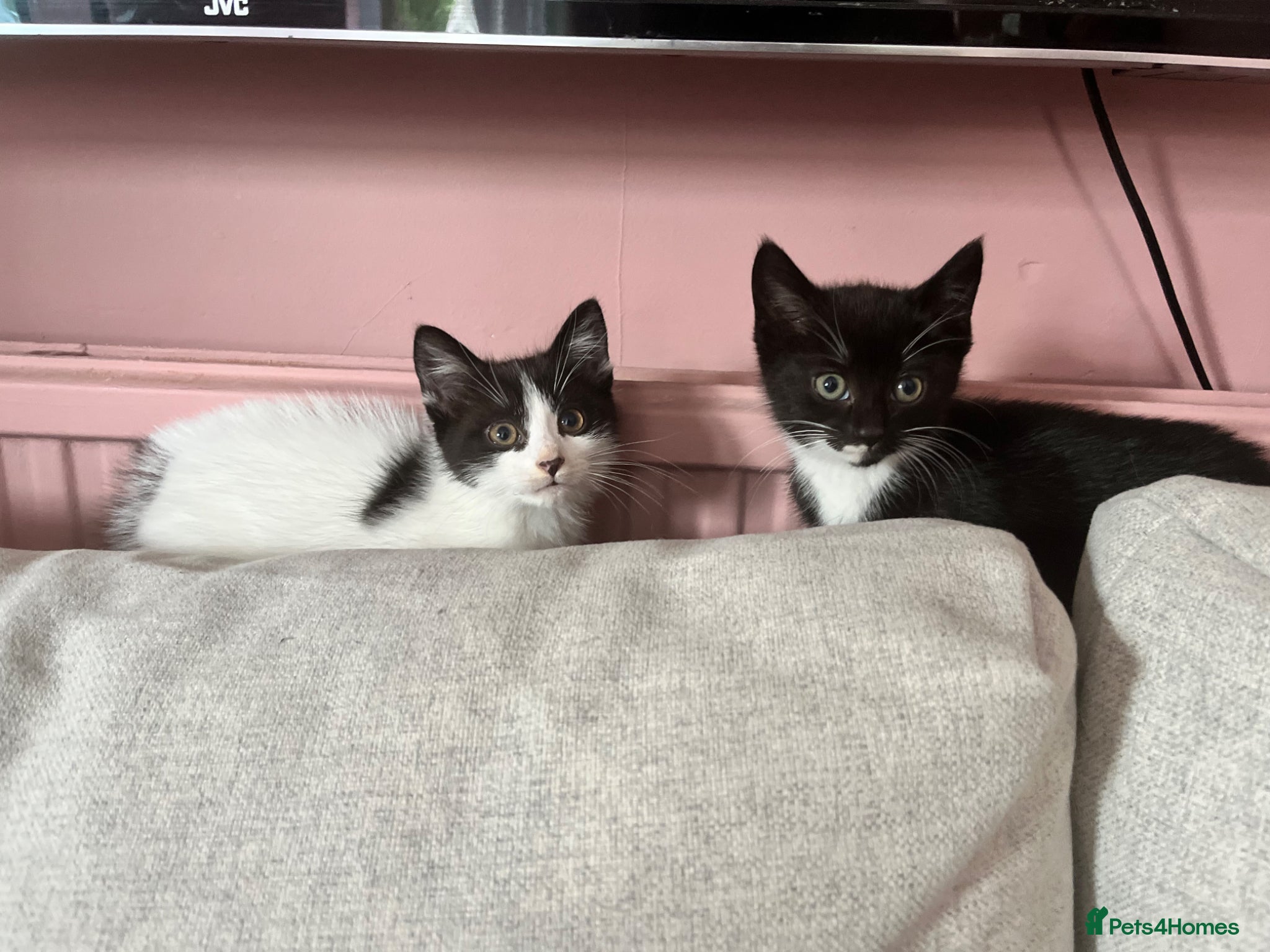 Mixed Breed cats Kittens ready for their new home - Advert 1