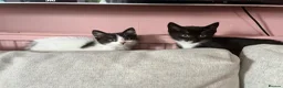 Mixed Breed cats for sale: Kittens ready for their new home - Advert 1