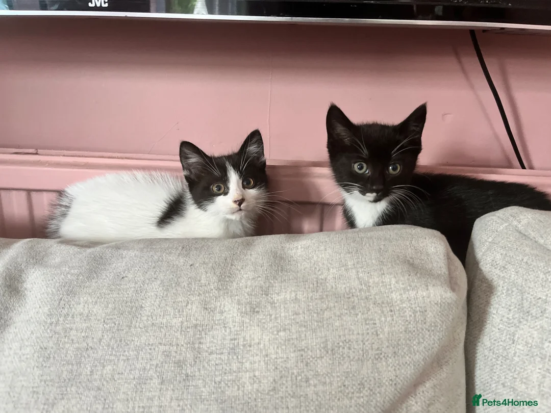 Mixed Breed cats for sale: Kittens ready for their new home - Advert 1