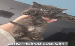 Ragdoll cats for sale: 12 half-Ragdolls (£150-£475) - Image 14
