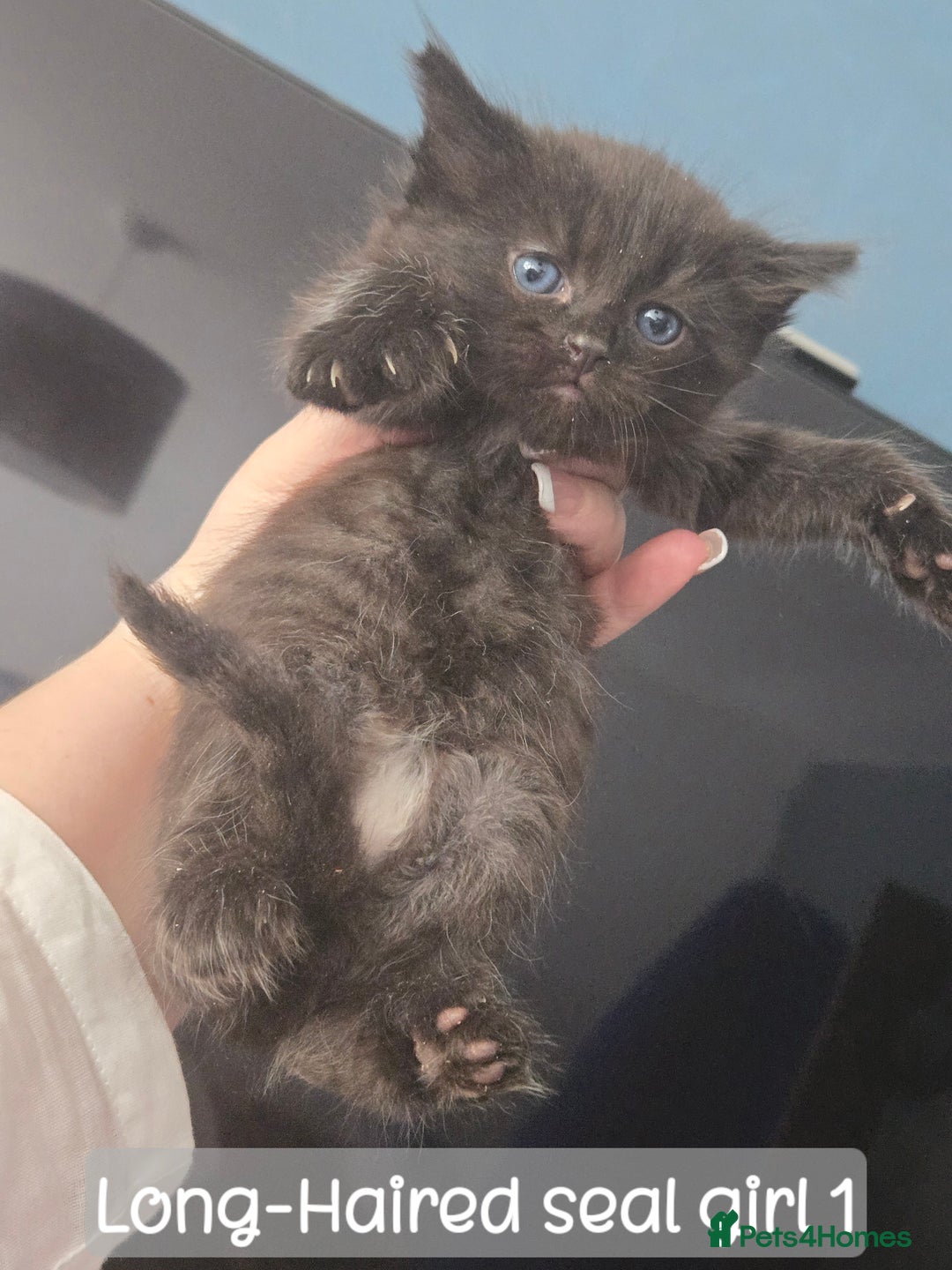 Ragdoll cats for sale: 12 half-Ragdolls (£150-£475) - Image 14