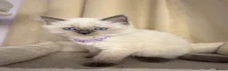 Ragdoll cats for sale: 💙 Stunning Purebred Ragdoll kittens  - Advert 25