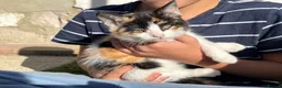 Mixed Breed cats for sale: Adorable kittens in need of a new home ☺️🥰 - Advert 6