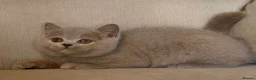 British Shorthair cats for sale: Beautiful kittens  - Advert 12