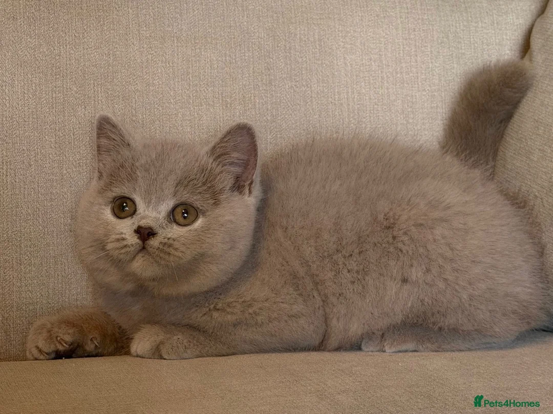 British Shorthair cats for sale: Beautiful kittens  - Advert 12