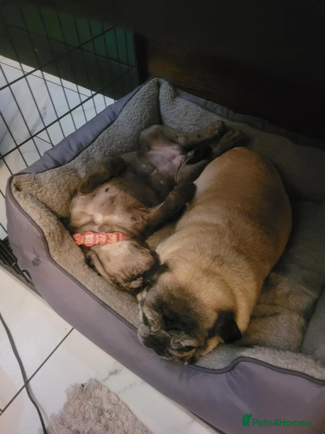 Mixed Breed dogs for sale: Gorgeous female mearle mastiff mix - Advert 8