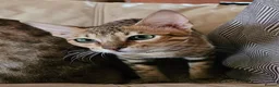 Savannah cats for sale: 3 beautilful F5 Savannah kittens - Advert 4