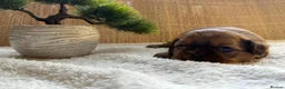 Shih Tzu dogs for sale: 🐾 Beautiful Shih Tzu Puppies Available 🐾 - Advert 9