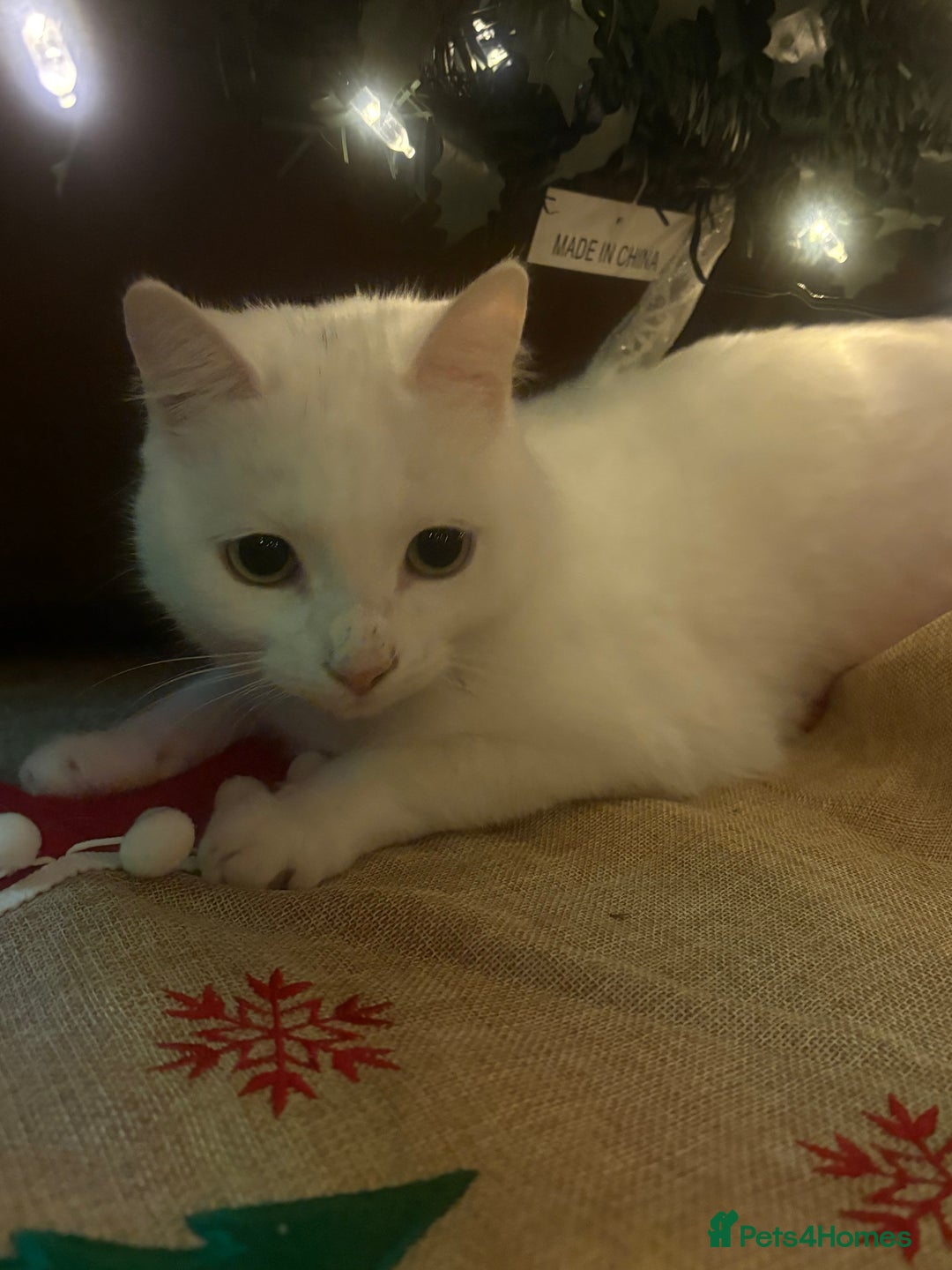 Mixed Breed cats for sale: 2 white female cats - Advert 2