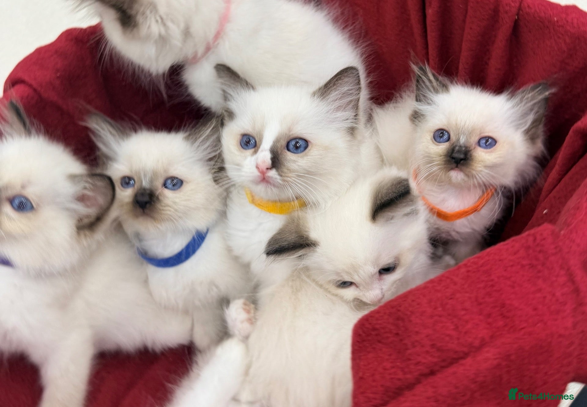 Ragdoll cats Purebred Ragdoll Kittens  - Advert 1