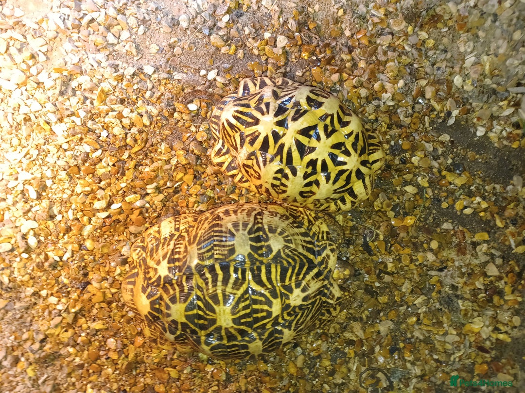 Tortoise reptiles for sale: ADULT PAIR OF INDIAN STAR TORTOISES UNRELATED  - Advert 2