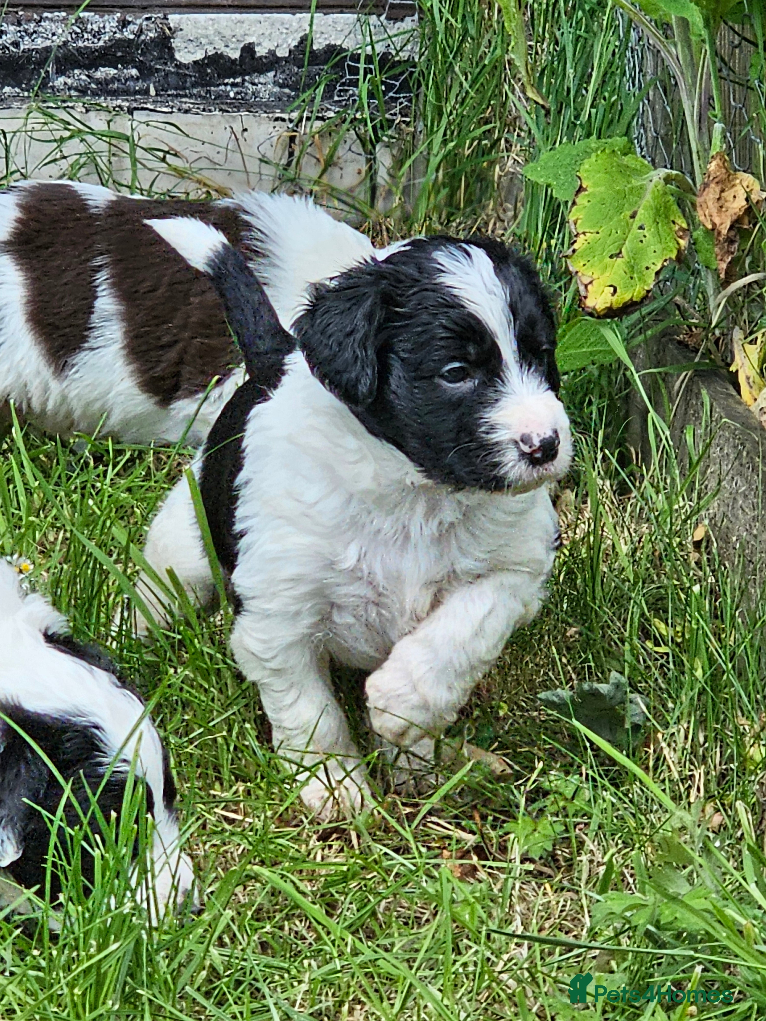 Mixed Breed dogs Handsome Black/white and brown/white boy puppies - Advert 2
