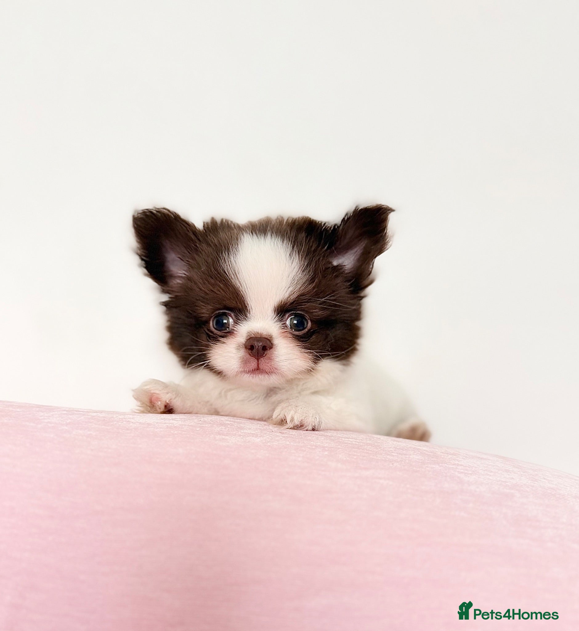Chihuahua dogs KC registered long coat chihuahua puppies  - Advert 1