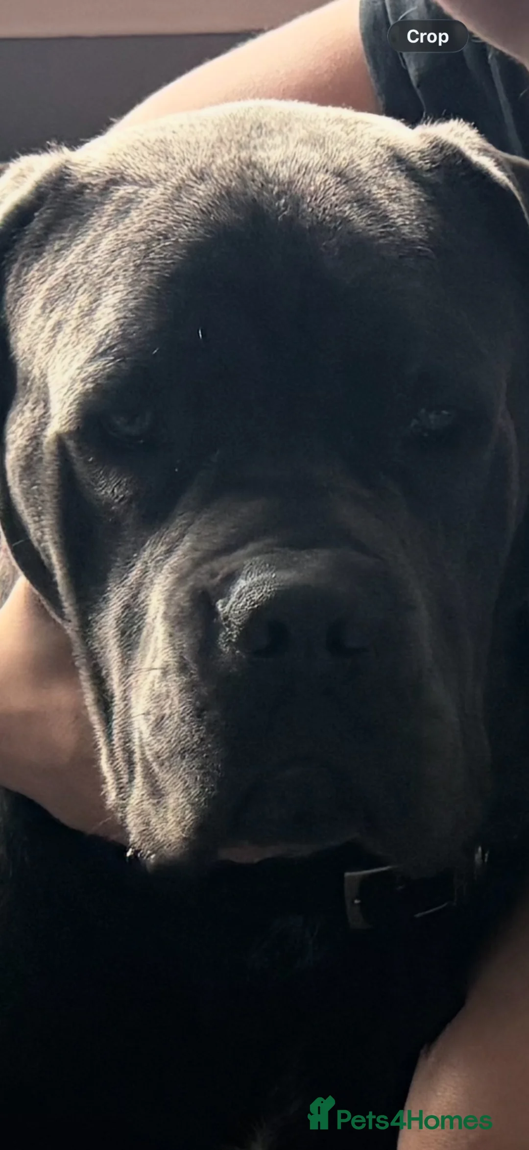 Cane Corso dogs for sale: Cane corso  in Wolverhampton - Advert 2