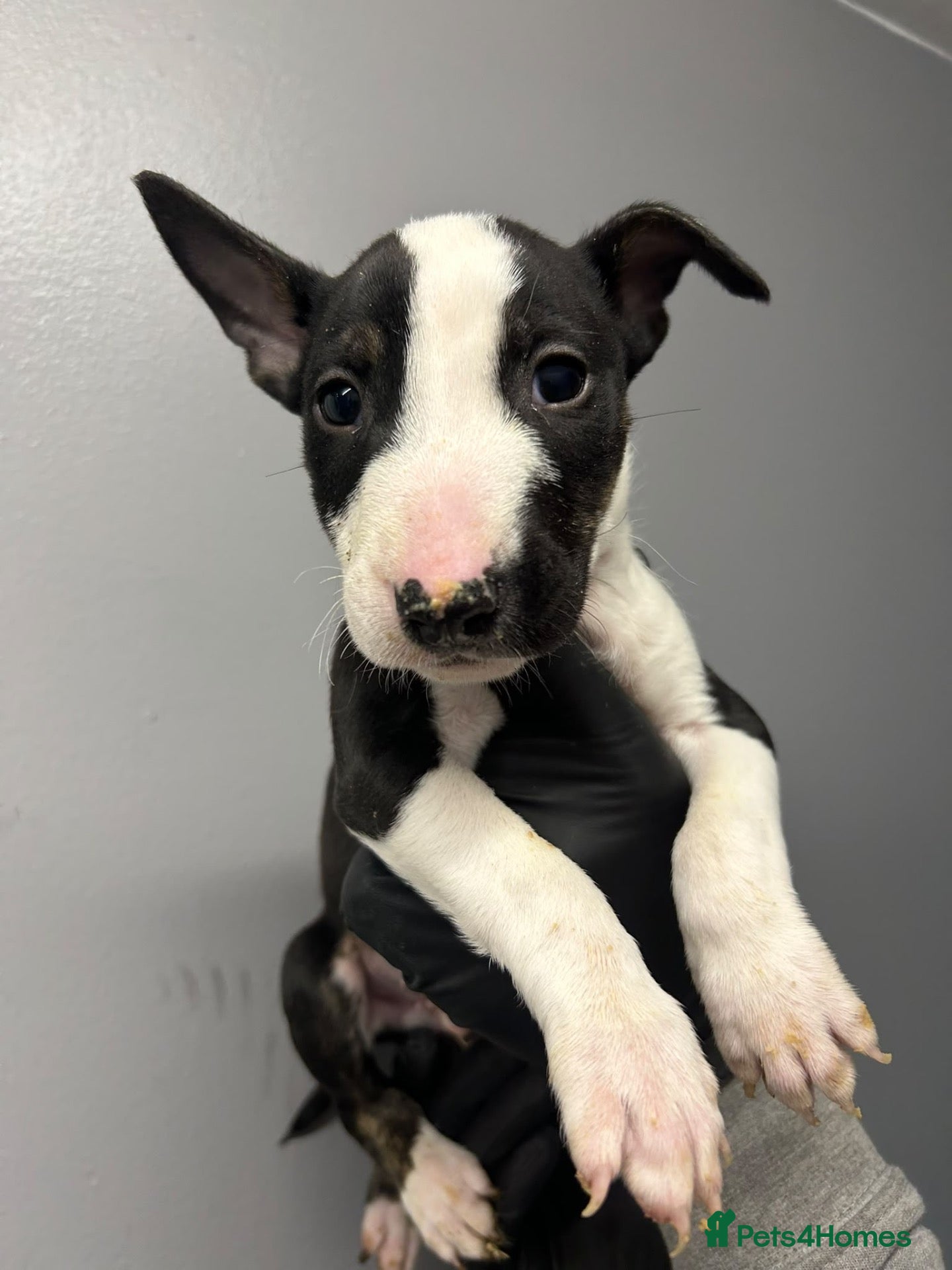 English Bull Terrier dogs Champion bloodline  - Advert 10