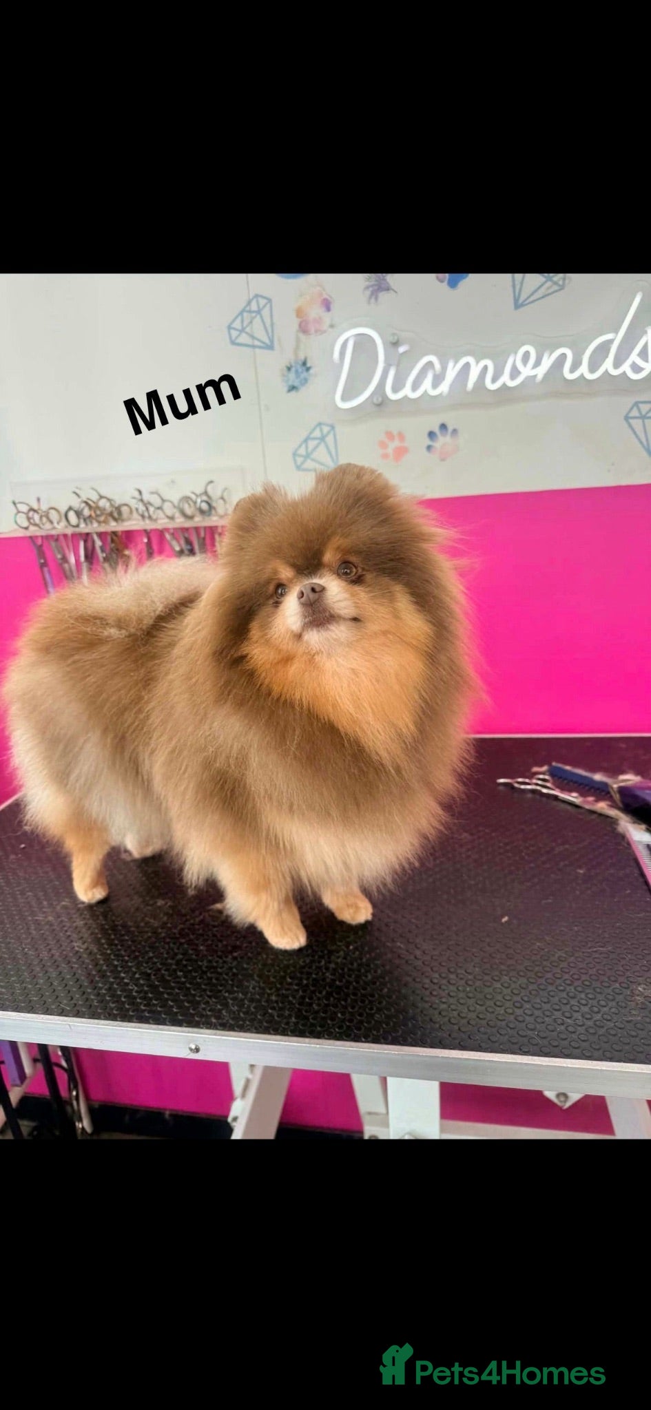 Pomeranian dogs Champion bloodlines Pomeranian  - Advert 2