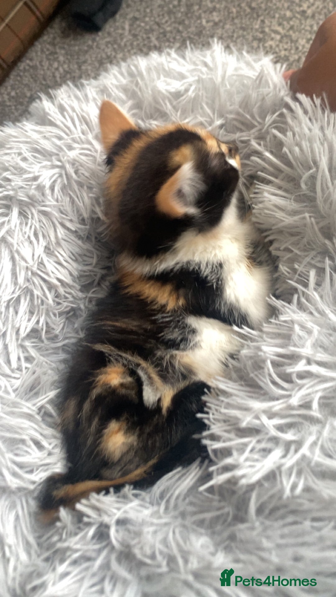 Mixed Breed cats for sale: Cute torti kitten available  - Advert 4