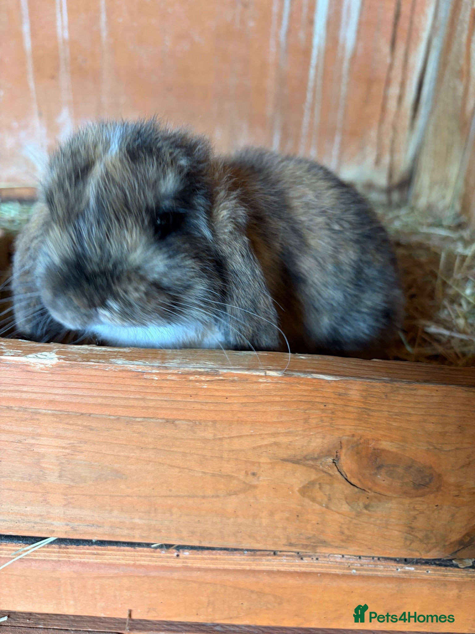 Mini Lop rabbits Last little girl left - Advert 2