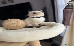 British Shorthair cats for sale: 💙 2 handsome  GCCF British Sorthair 💙 - Image 6