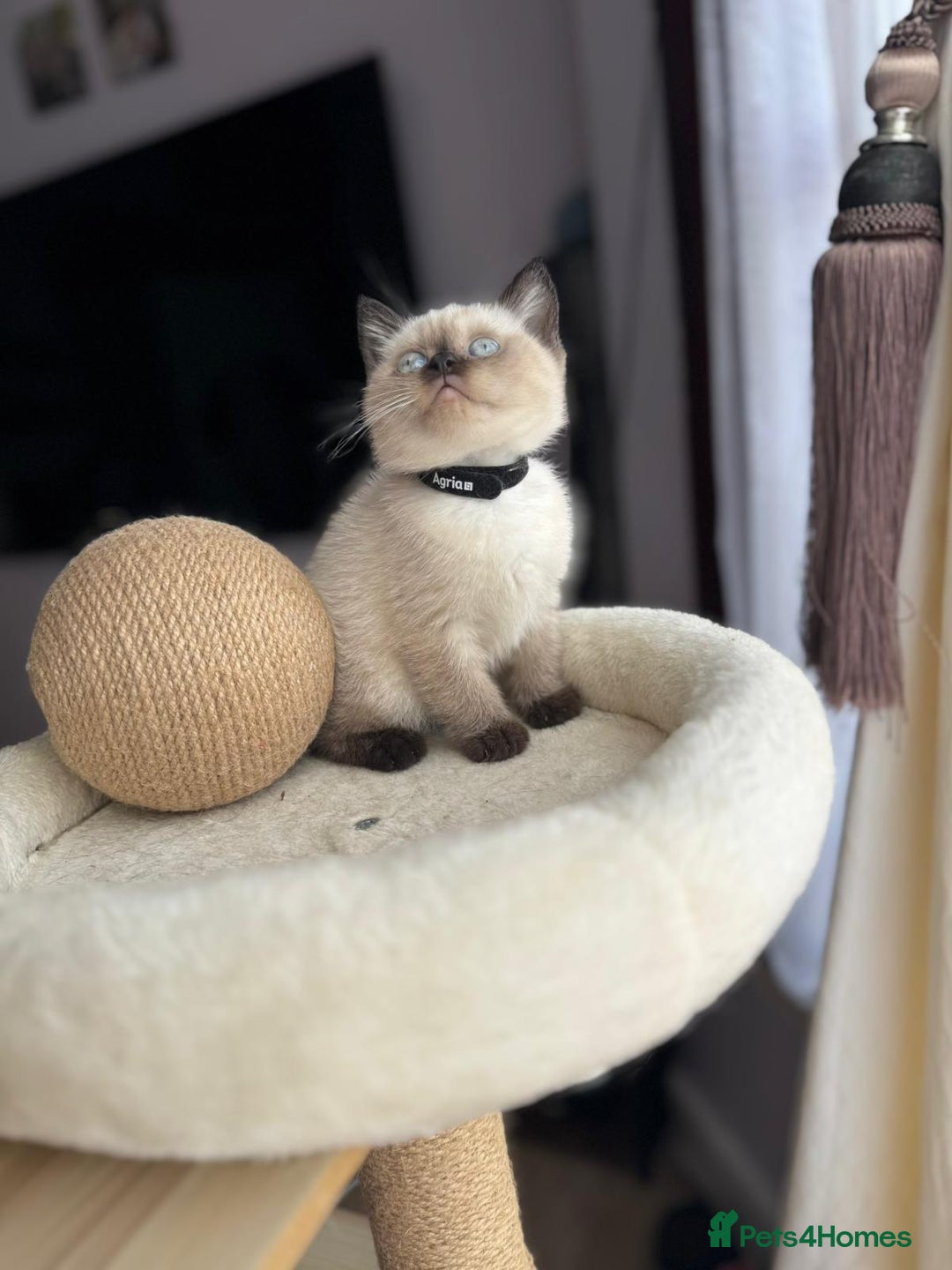 British Shorthair cats for sale: 💙 2 handsome  GCCF British Sorthair 💙 - Image 6