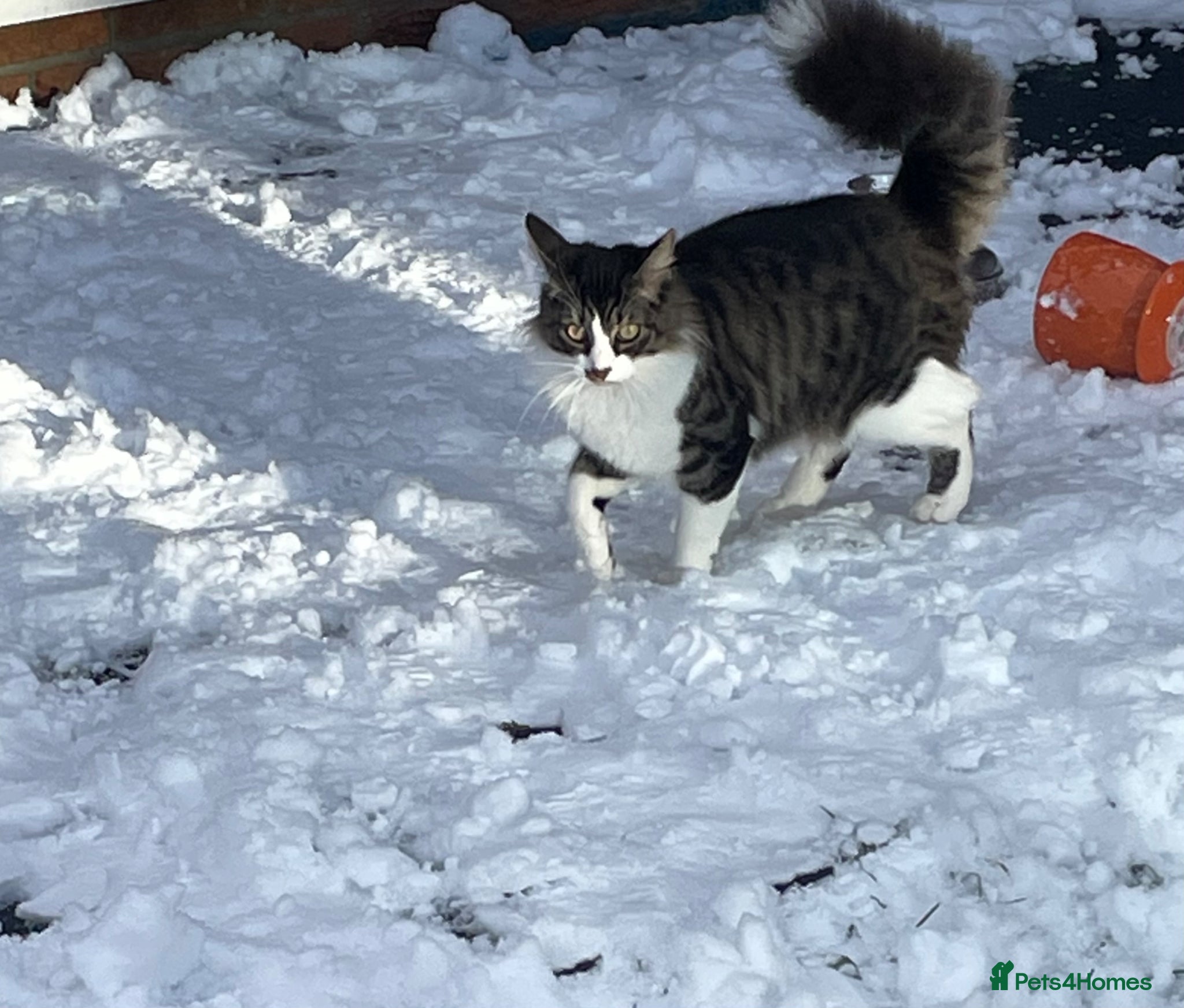 Norwegian Forest Cat cats Norwegian Forrest Cat mix bread  - Advert 2