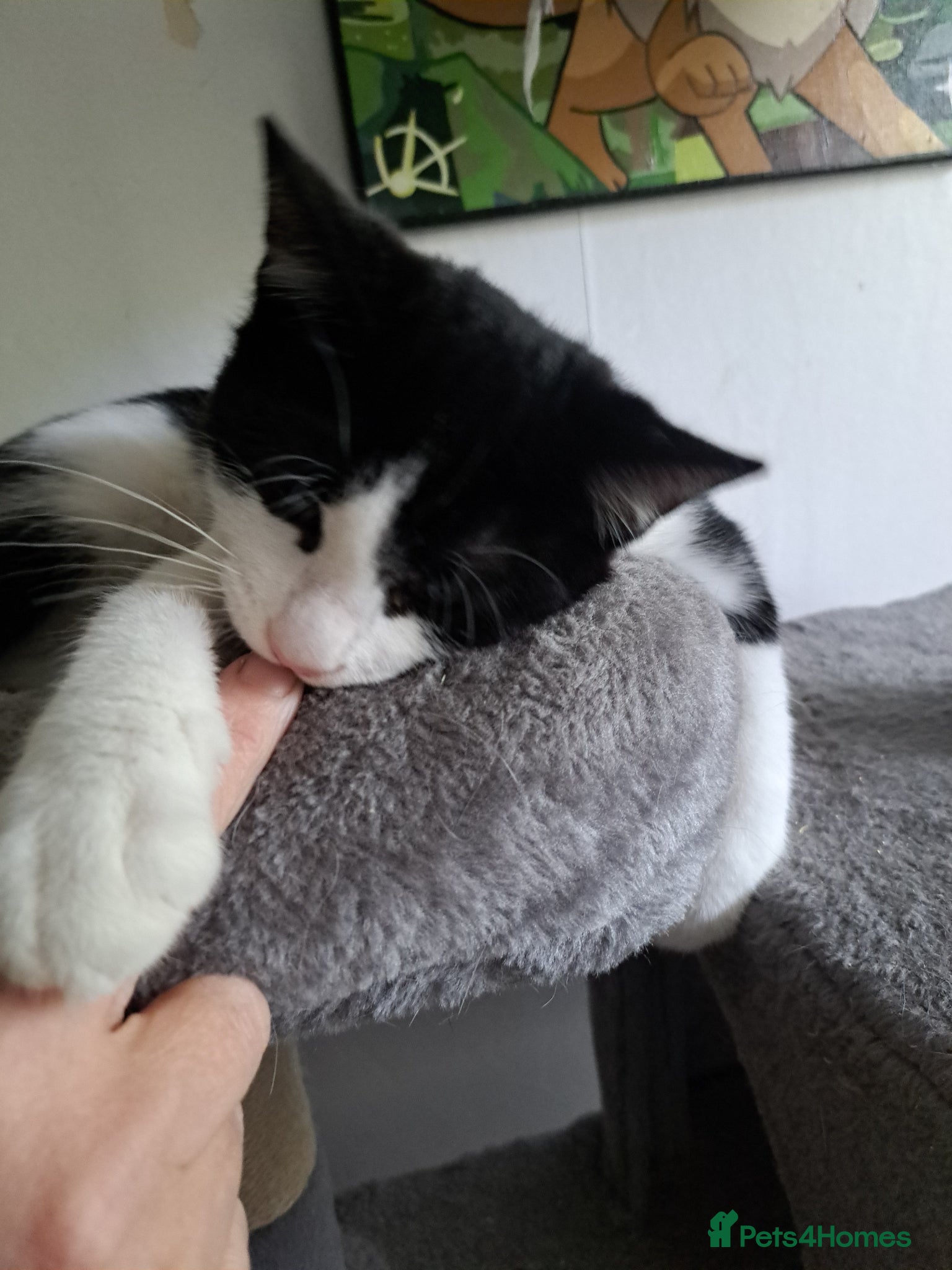 Domestic Shorthair cats Kittens for sale - Advert 1