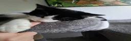 Domestic Shorthair cats for sale: Kittens for sale in Runcorn - Advert 1