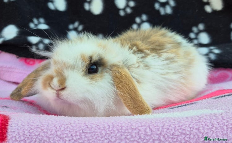 Mini Lion Lop rabbits - Advert 1
