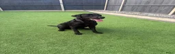 Labrador Retriever dogs for sale: 11 month old Labrador 🐾 in Norwich - Advert 3
