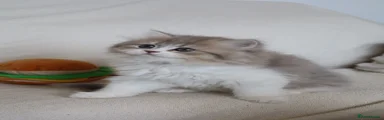 Persian 3