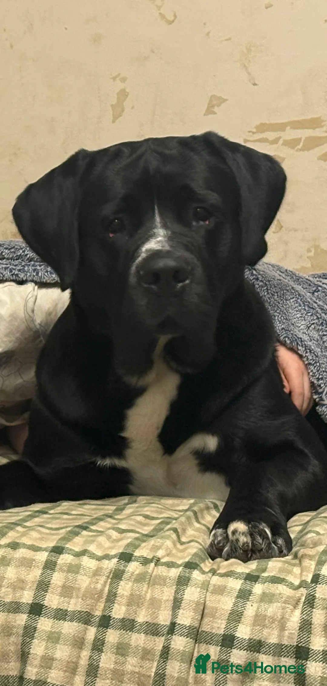 Mixed Breed dogs for sale: NO LITTER. REHOMING DOG - Advert 5