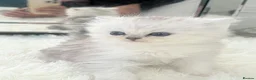 Persian cats for sale: Persian boy  - Advert 1