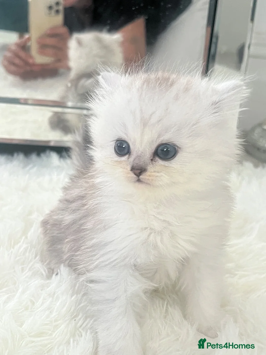 Persian cats for sale: Persian boy  - Advert 1