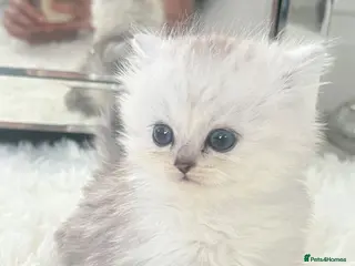 Persian cats Persian boy - Advert 2