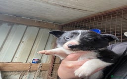 Border Collie dogs for sale: 6 border collies looking for there forever homes  - Image 4