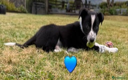 Border Collie dogs for sale: Border Collie Puppies for sale - Image 13
