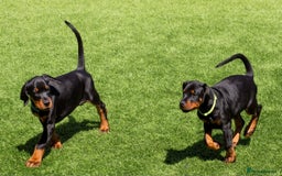 Dobermann dogs for sale: KC DOBERMANN BREEDER in Caerphilly - Image 3