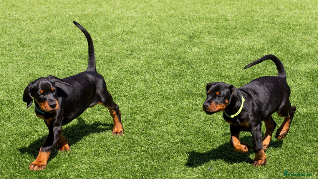 Dobermann dogs for sale: KC DOBERMANN BREEDER in Caerphilly - Image 3