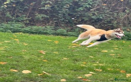 Siberian Husky dogs for sale: Mishka 1 year old Siberian husky  - Image 3