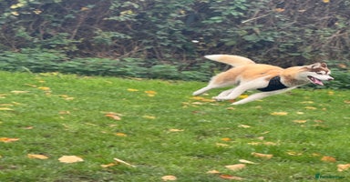 Siberian Husky dogs - Advert 4