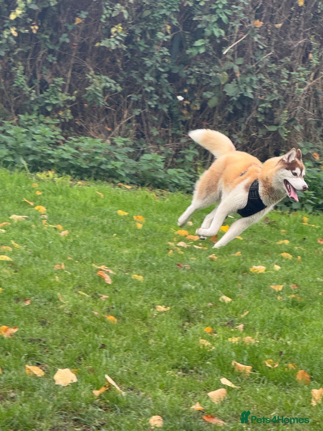 Siberian Husky dogs for sale: Mishka 1 year old Siberian husky  - Image 3