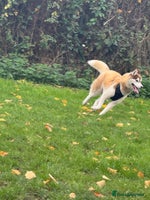 Siberian Husky dogs - Advert 13