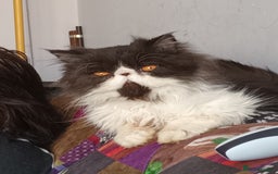 Exotic cats for sale: Sweeney the exotic Persian  - Image 1