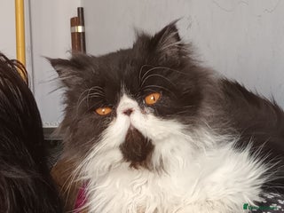 Exotic cats - Advert 16