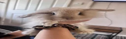 Mini Lion Lop rabbits for sale: lion lop bunnies  - Advert 3
