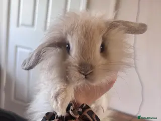 Mini Lion Lop rabbits MINI lion lop bunnies 🐰 - Advert 10