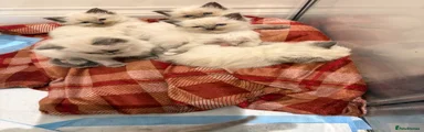 Ragdoll 5