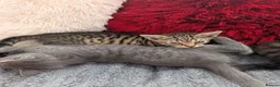 Mixed Breed cats for sale: Kittens  - Advert 7