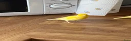 Canaries birds for sale: Five month old male canary in Woodbridge - Advert 7